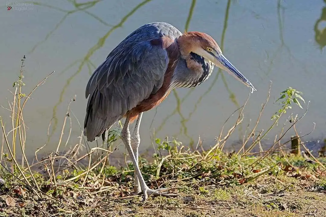 Goliath Heron